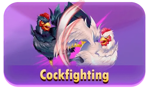 CockFighting